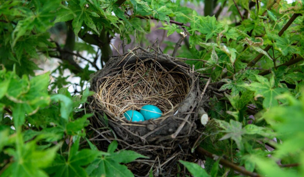 Dream nest - dream meaning nest