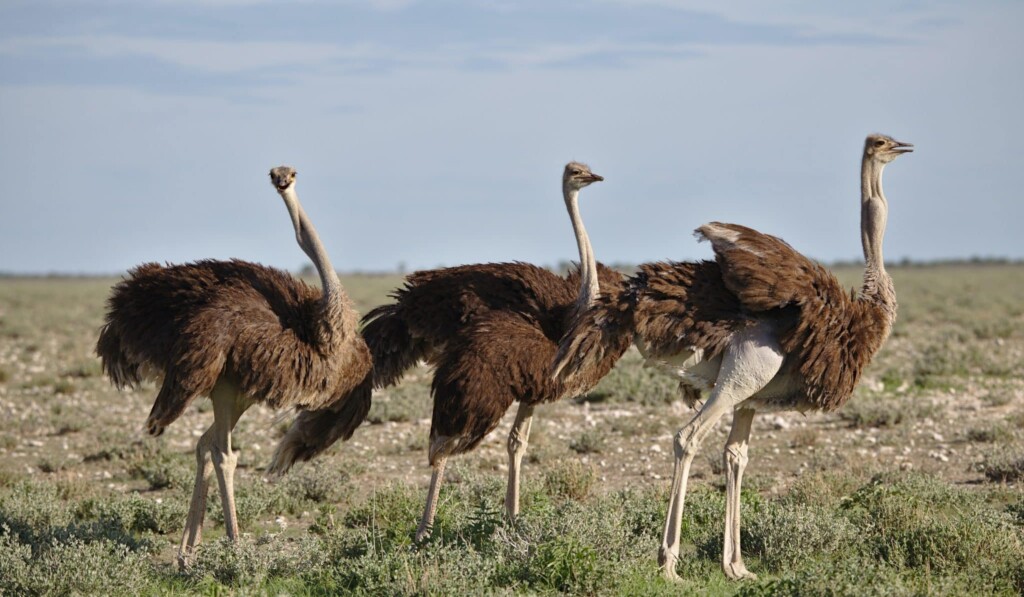 Dream ostrich - dream meaning ostrich