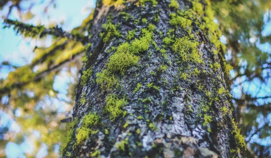 Dröm bark eller bark - drömbetydelse bark eller bark