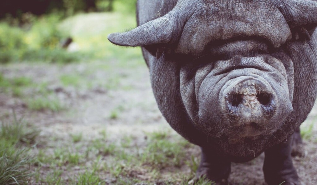 Dröm boar - dröm mening boar