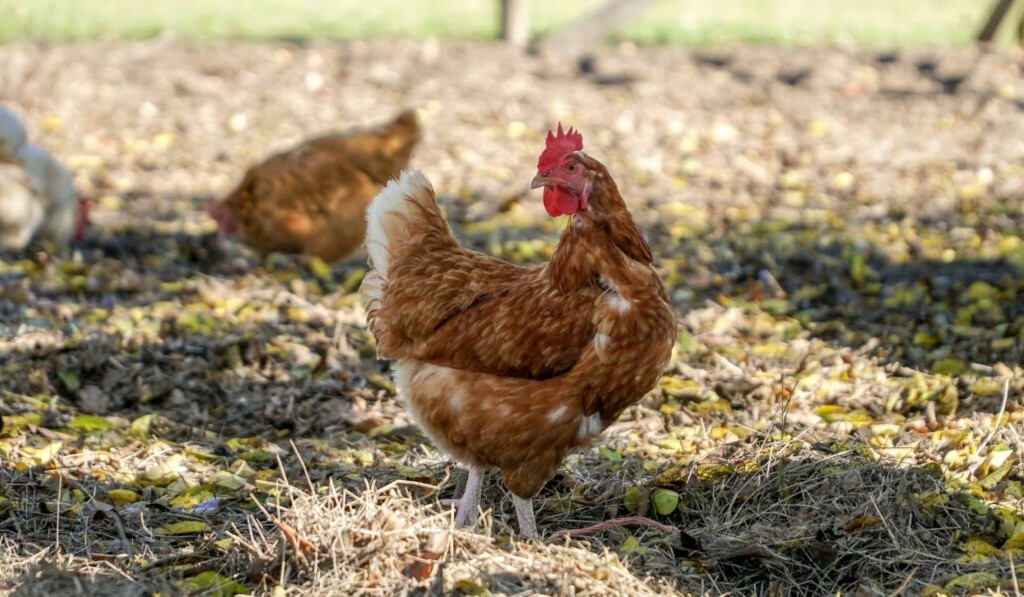 Dröm clucking eller crowing - drömbetydelse clucking eller crowing