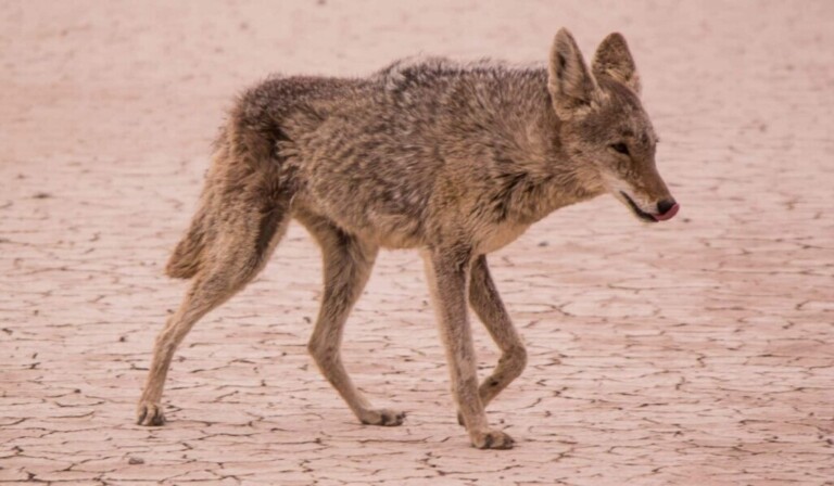 Dröm coyote - drömbetydelse coyote