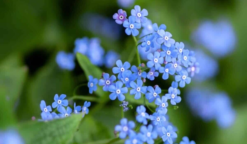 vita blomknoppar i tilt shift-objektiv