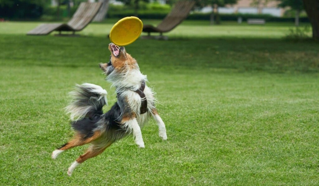 Dröm frisbee - dröm mening frisbee
