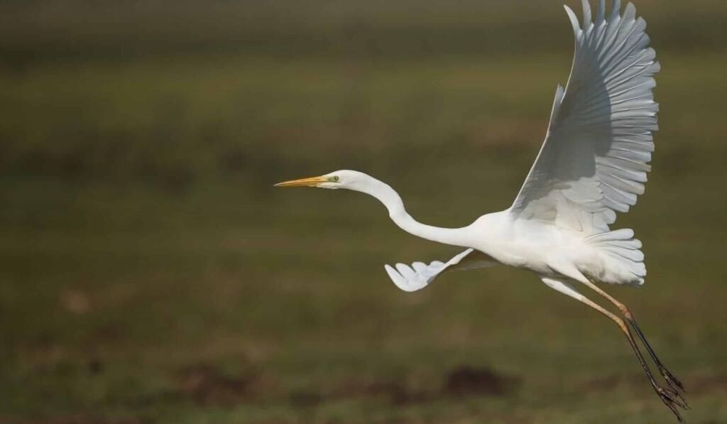 Dröm heron - drömbetydelse heron