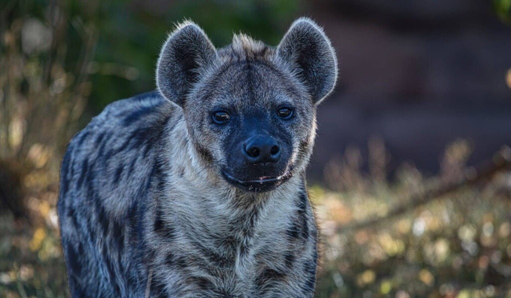 Dröm hyena - drömbetydelse hyena