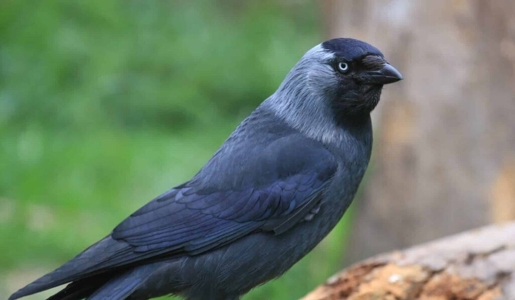Dröm jackdaw (fågel) - dröm mening jackdaw (fågel)