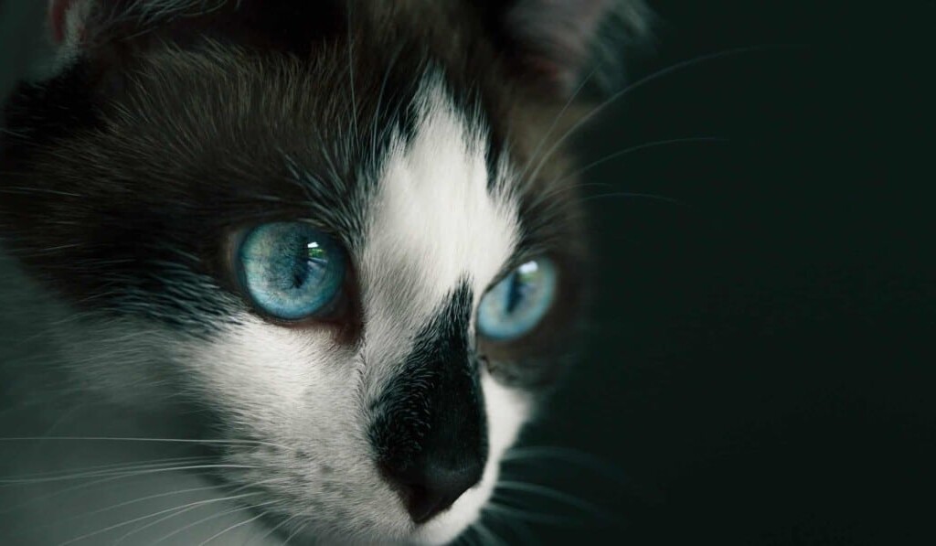Dröm kattögon - drömbetydelse kattögon
