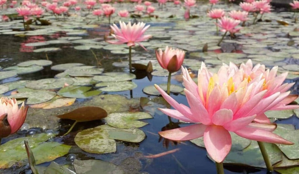 Dröm lotus - dröm mening lotus