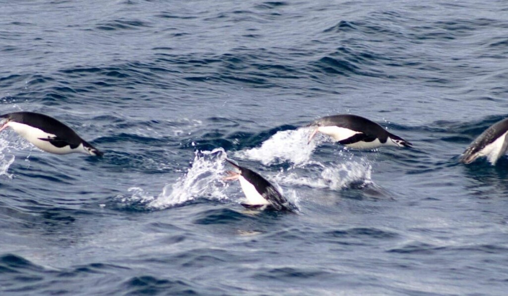 Dröm orca - drömbetydelse orca