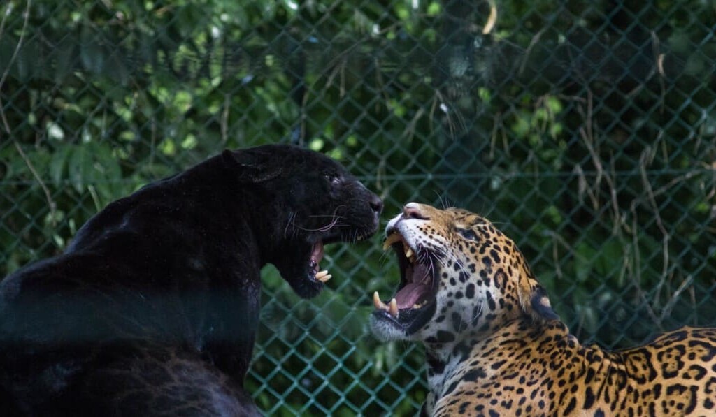 Dröm panther - dröm mening panther