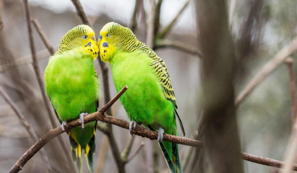 Dröm parakeet - dröm mening parakeet