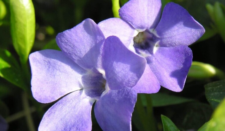 Dröm periwinkle - drömbetydelse periwinkle