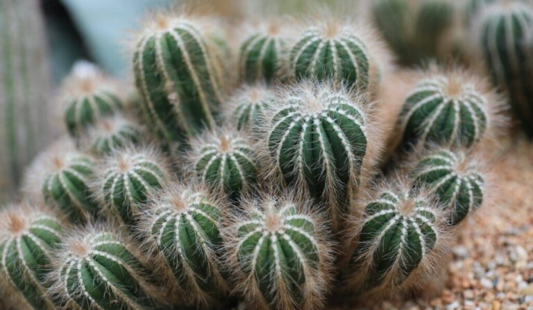Dröm prickning - drömbetydelse prickning