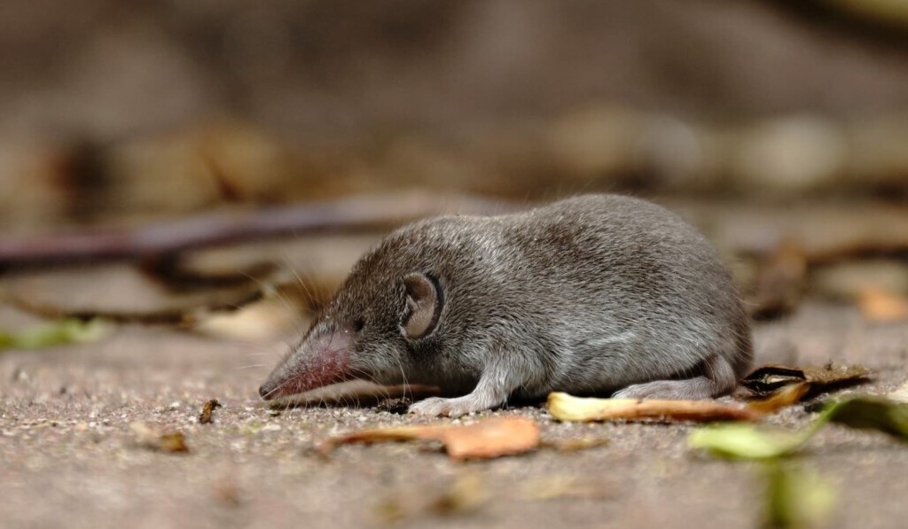 Dröm shrew - drömbetydelse shrew