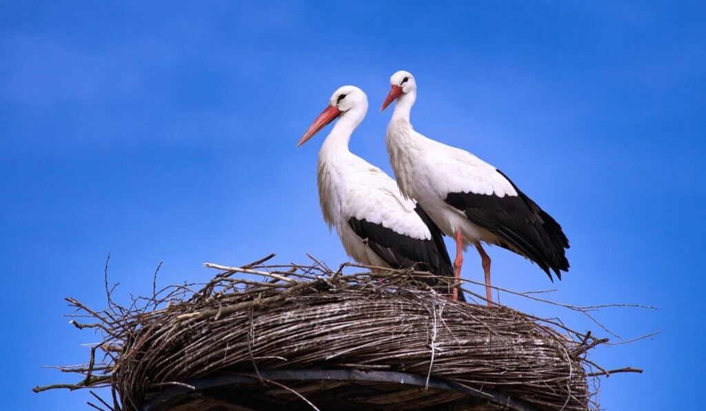 Dröm stork - dröm mening stork