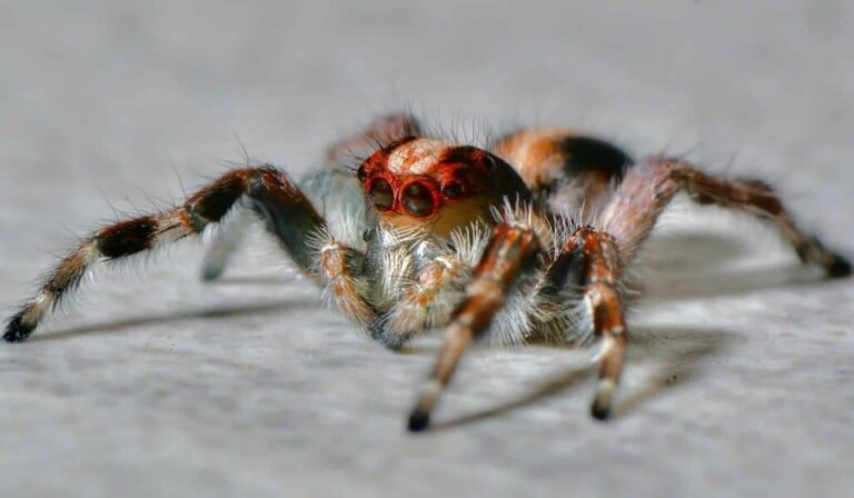 Dröm tarantula - dröm mening tarantula