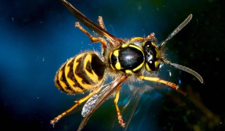 Dröm wasps - dröm mening wasps