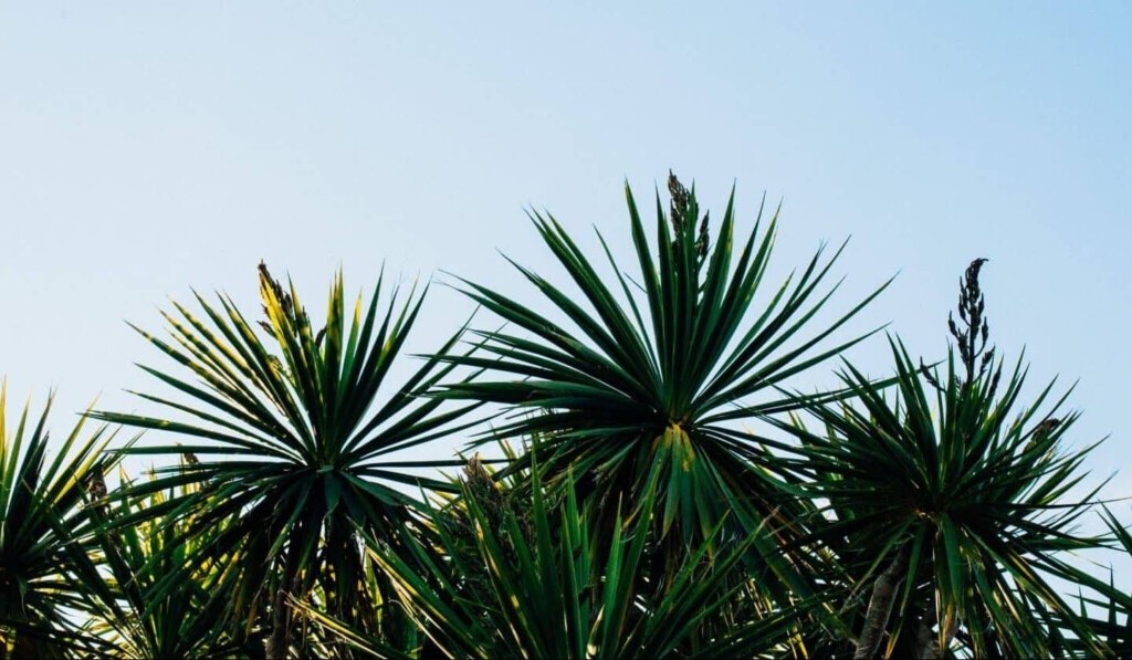 Dröm yucca - drömbetydelse yucca
