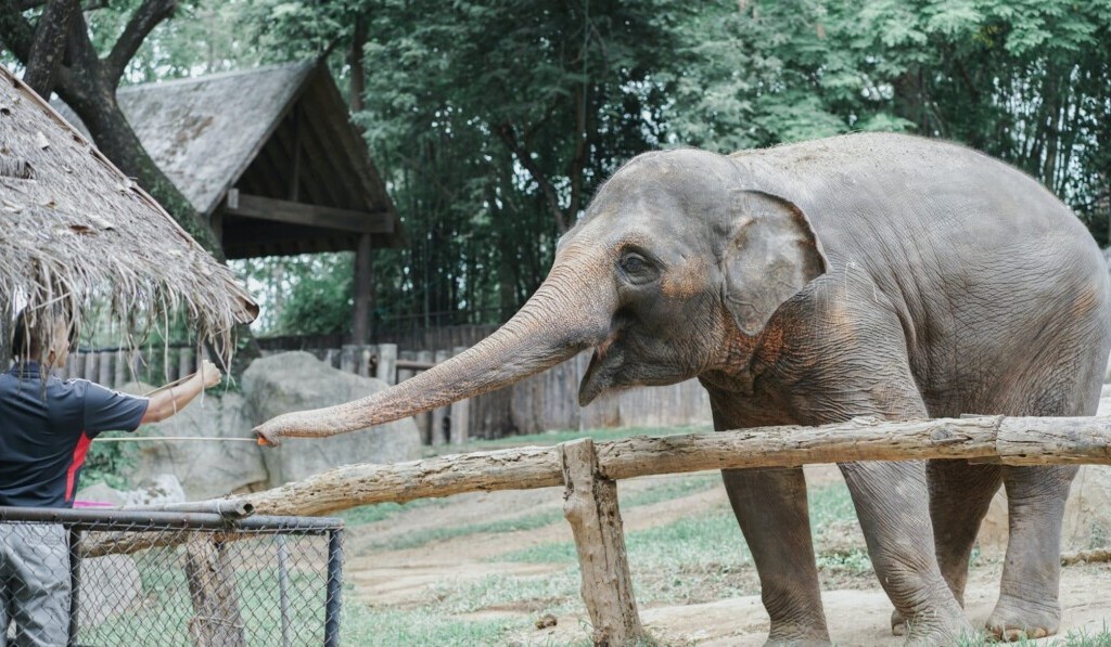 Dröm zoo - dröm mening zoo