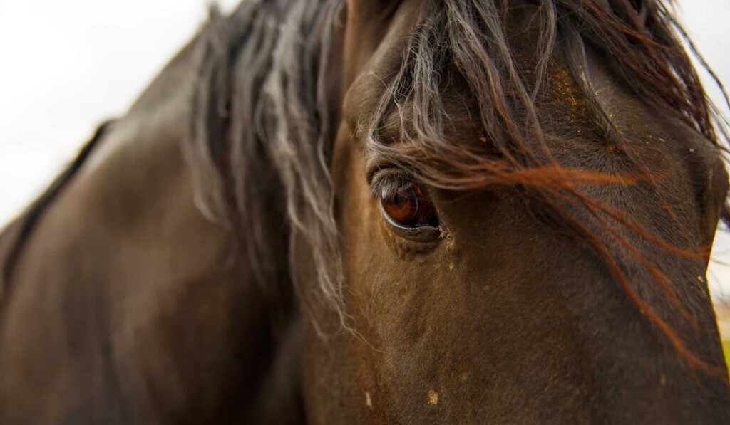 Drömhingst - drömbetydelse hingst - drömförklaring på dreams.site
