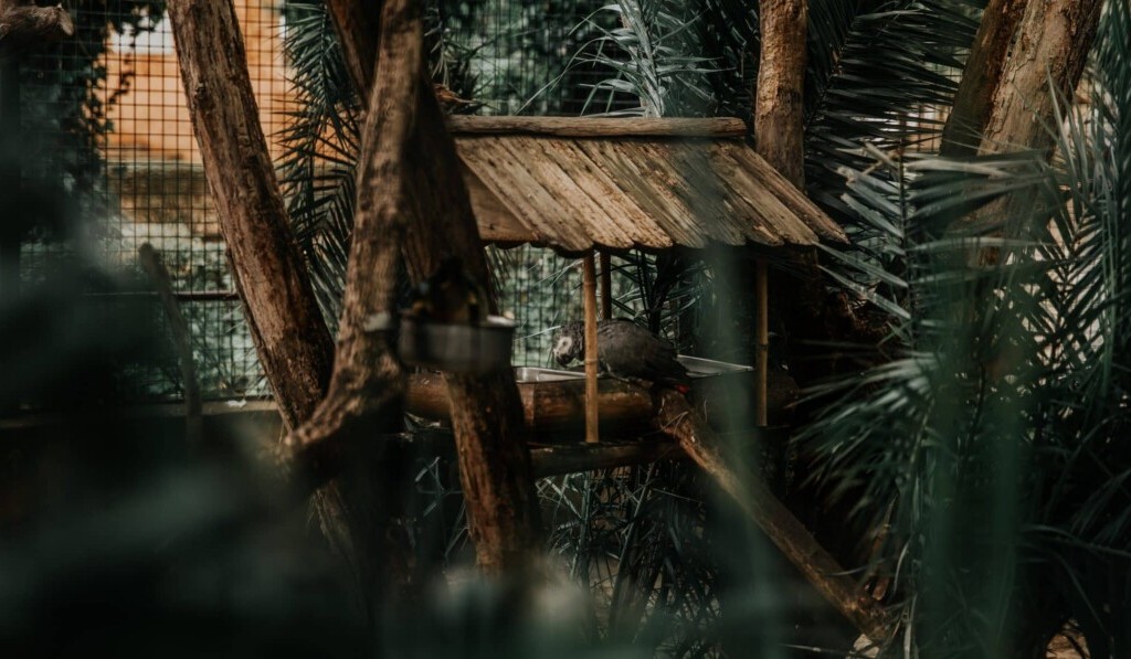 Dům na stromě - význam snu Dům na stromě