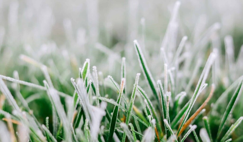 Frost oder Raureif