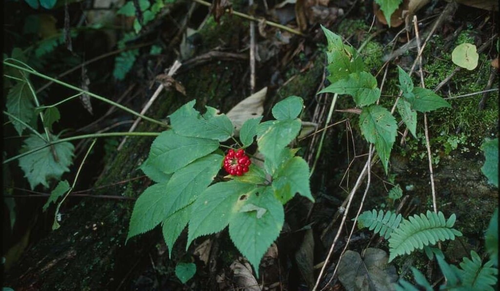 Ginseng