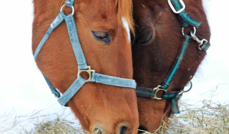 Halter
