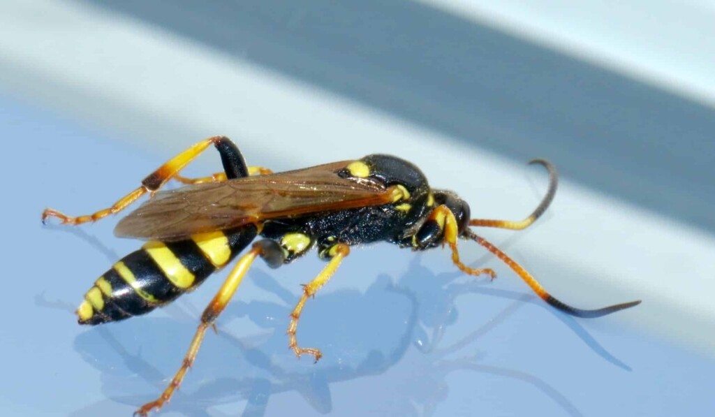 hornet