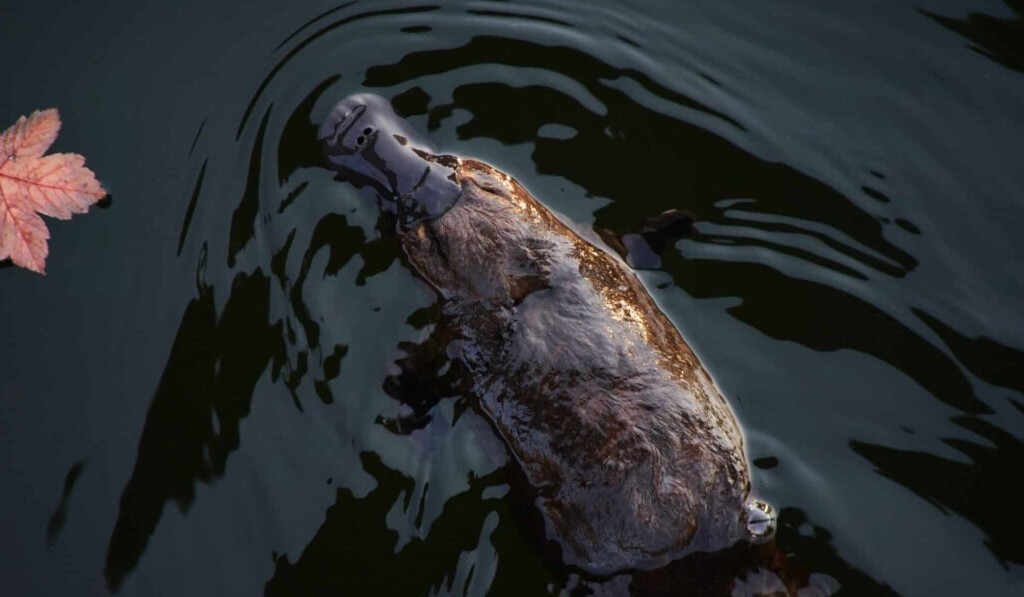 platypus