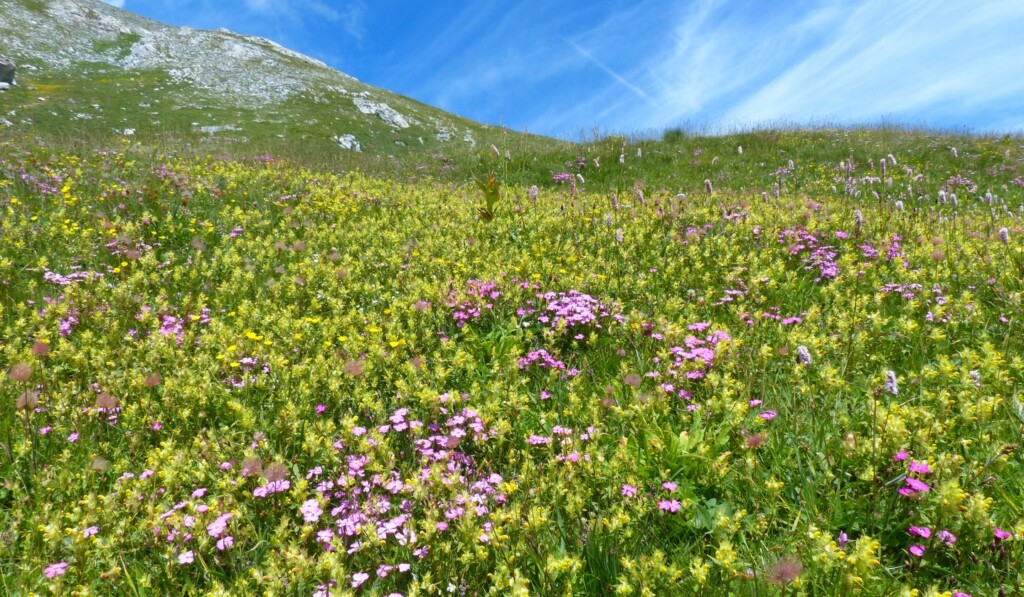 bőség
