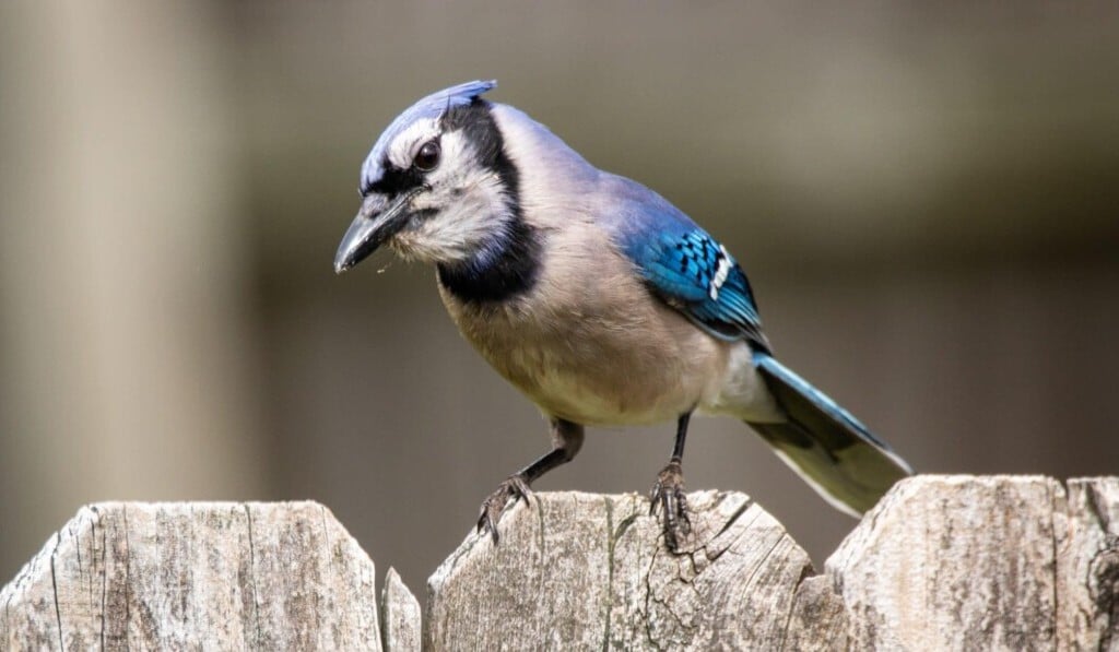 jay