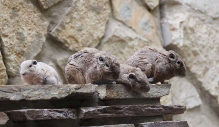 lemming