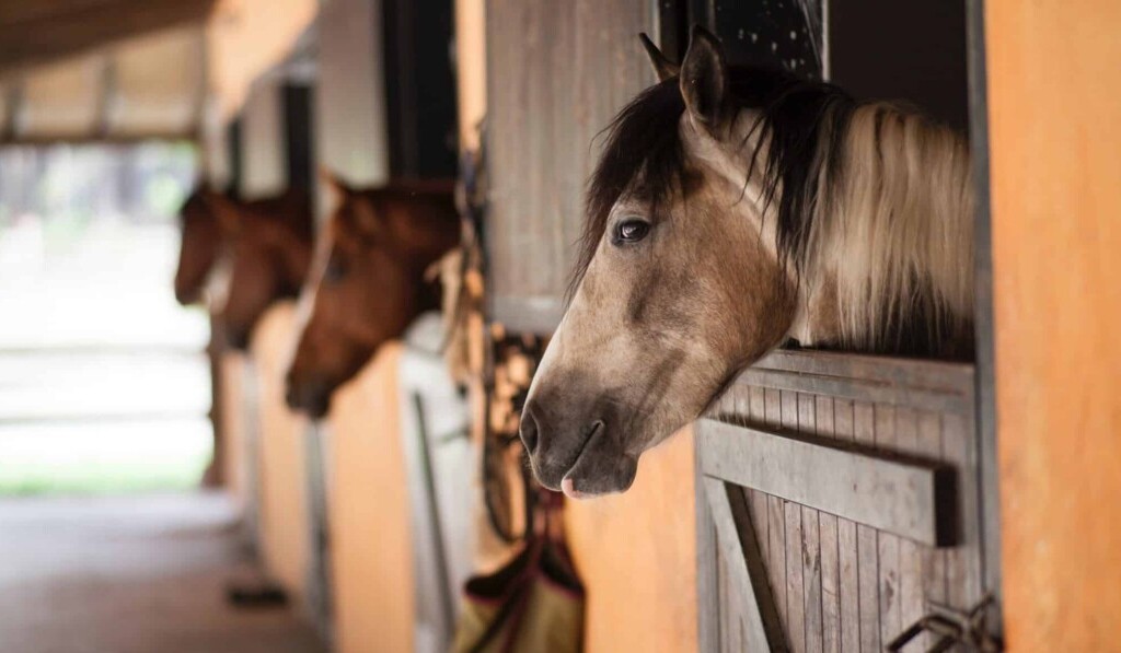 lezioni di equitazione