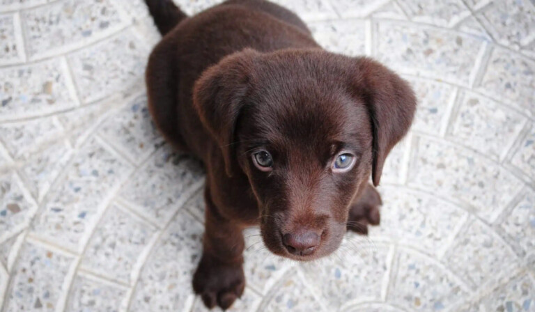 Mimpi anak anjing - arti mimpi anak anjing