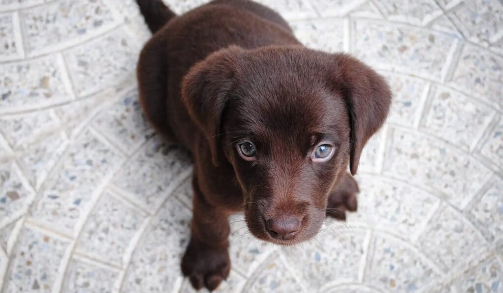 Mimpi anak anjing - arti mimpi anak anjing