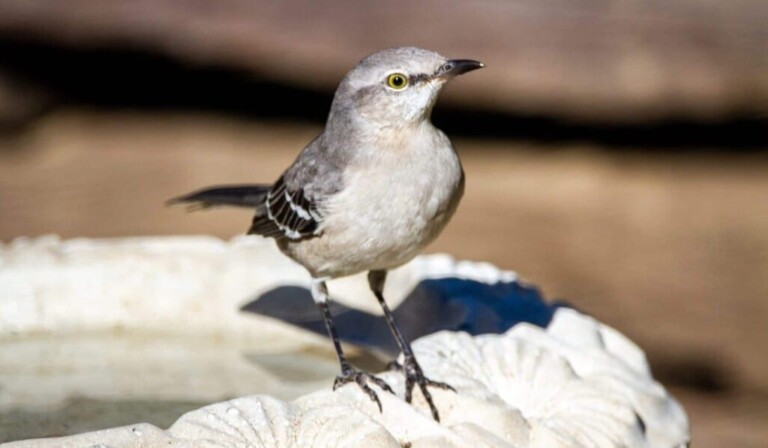 mockingbird