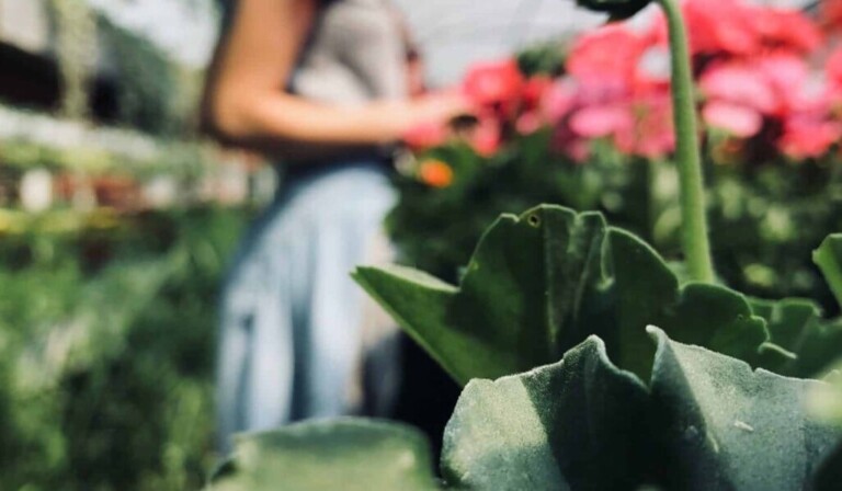 plantskola