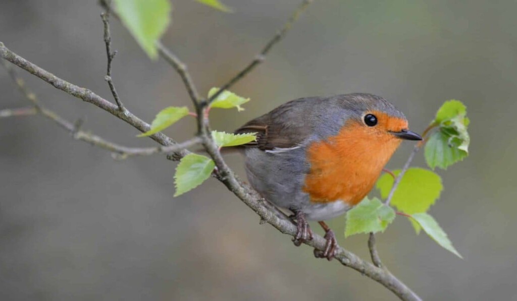 robin