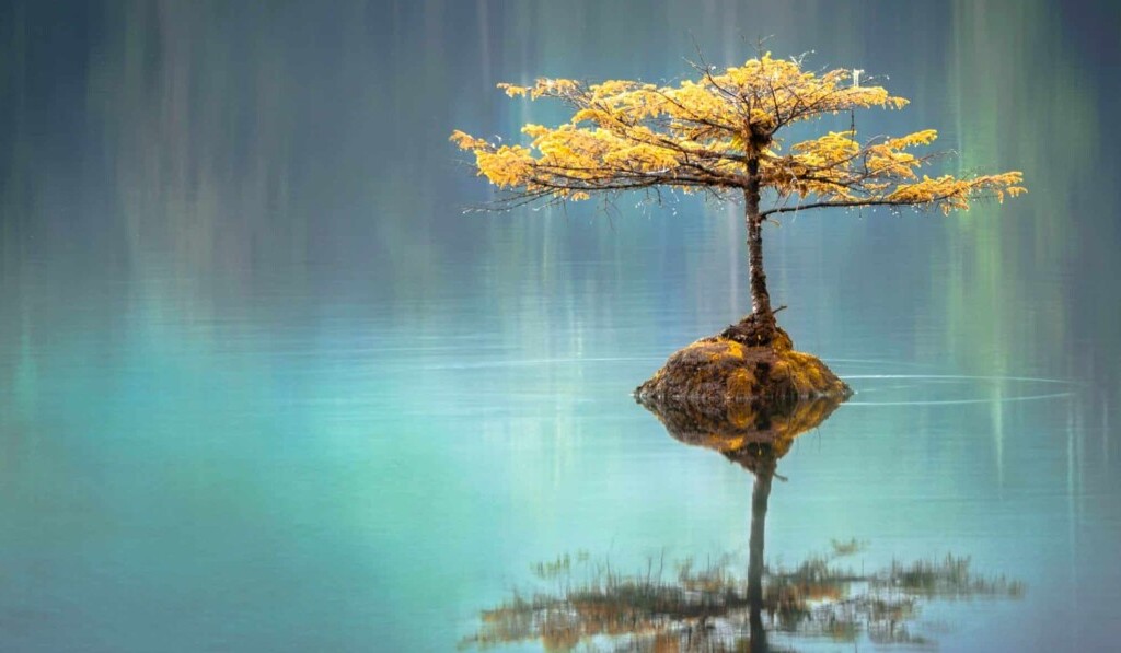Saggezza dei sogni - significato dei sogni saggezza