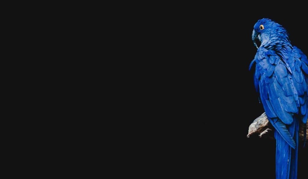 Sen černá - význam snu černá