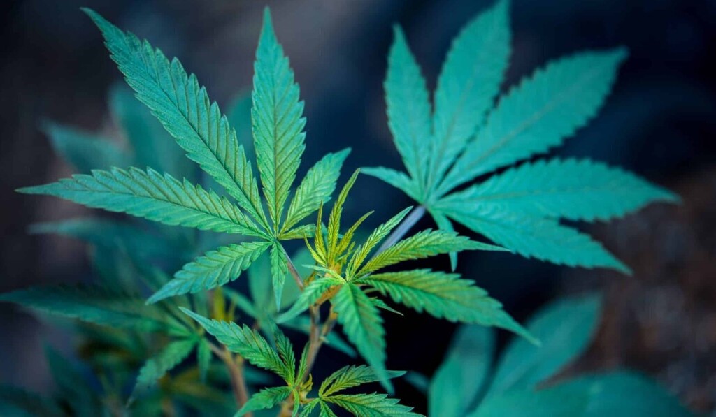 Sen konopí nebo marihuana - význam snu konopí nebo marihuana