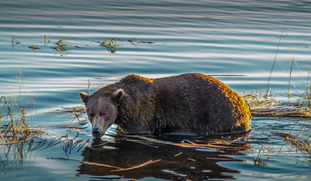 Sen medvěd grizzly - význam snu medvěd grizzly