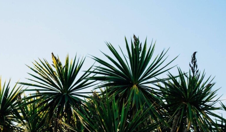 Sen yucca - význam snu yucca