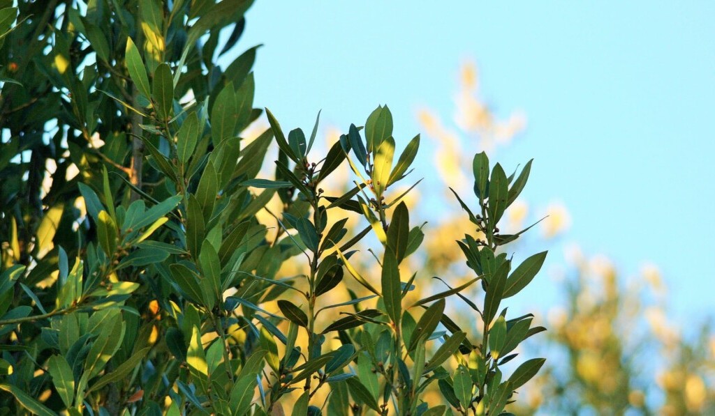 Sognare alloro - significato dei sogni alloro