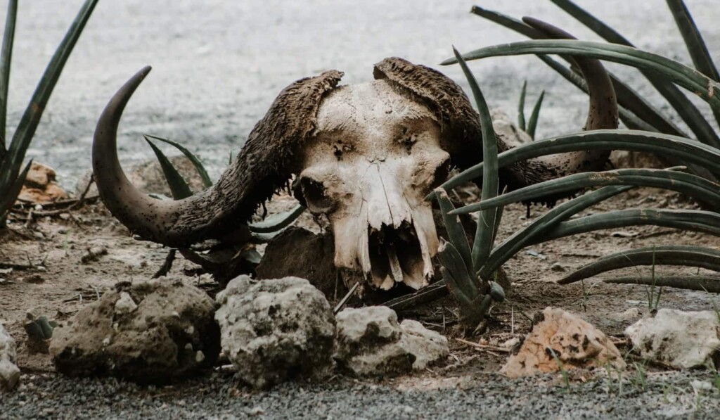 Sognare animale morto - significato del sogno animale morto