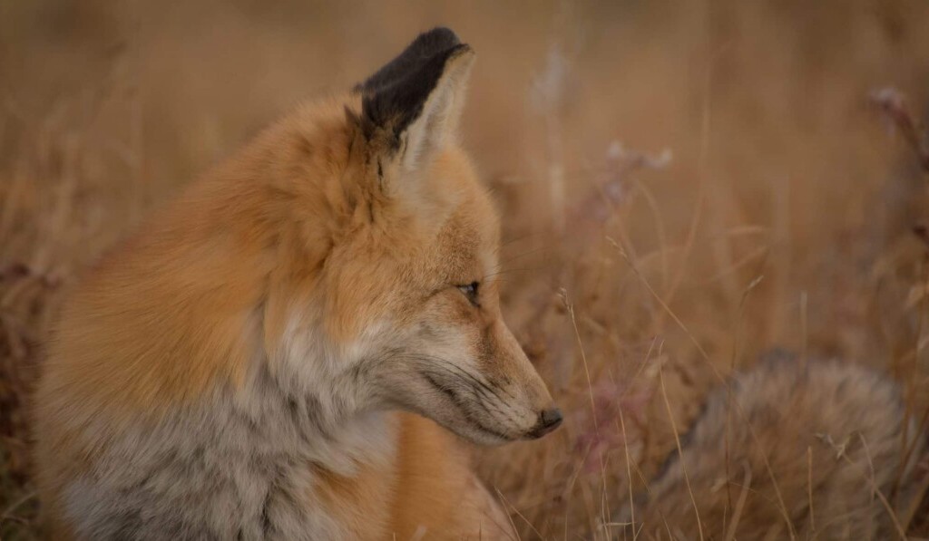 Sognare astuto o furbo - significato dei sogni astuto o furbo