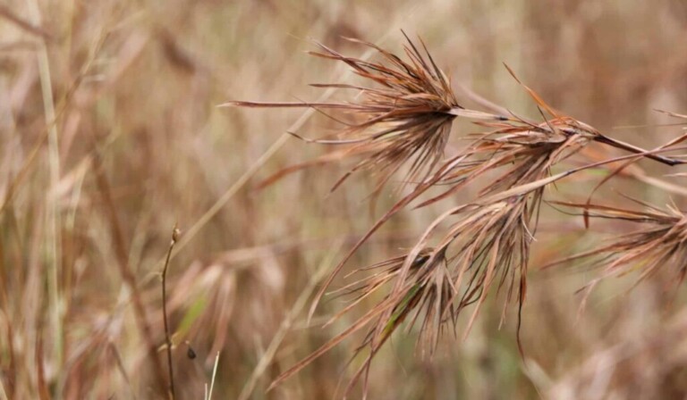 Sognare avena - significato dei sogni avena