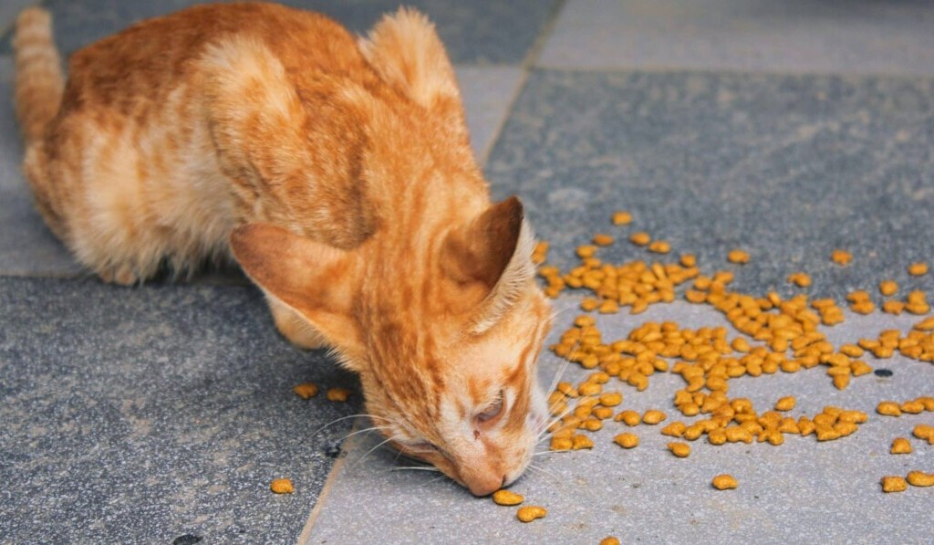 Sognare cibo per gatti - significato dei sogni cibo per gatti